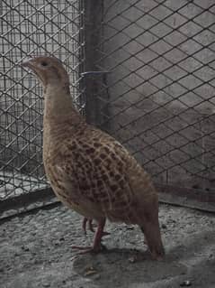 Breeder Irani/Dakhni Teetar/teeter males for sale