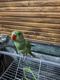 Raw parrot self baby Age 4 months