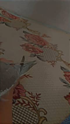 Hand