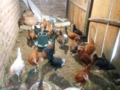 hens