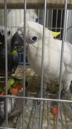 cockatoo