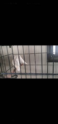 Albino breeder pairs and baray pathay