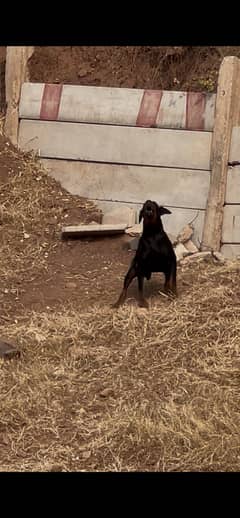 doberman
