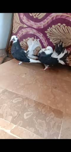 BREEDER PAIRS PIGEON
