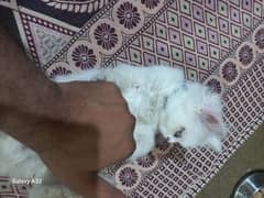 Russion Cat(Male) 3 month Age