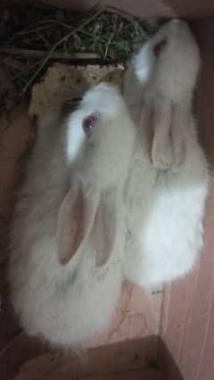 red eye rabbit couple