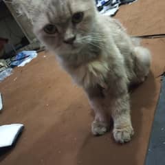 Persian cat female grey colour