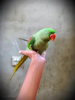 parrot