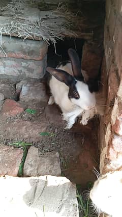 rabits