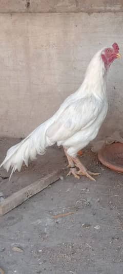 aseel heera pure