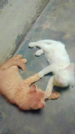 male and female double coated what's app number03289437857