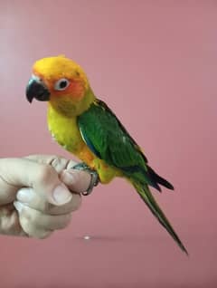 sun conure