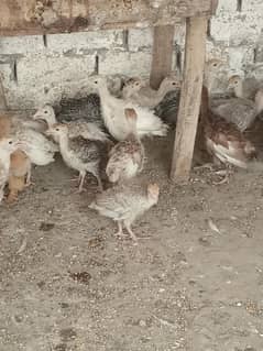 Turkey