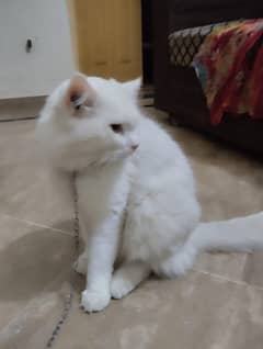 one year cats in tech  white colour