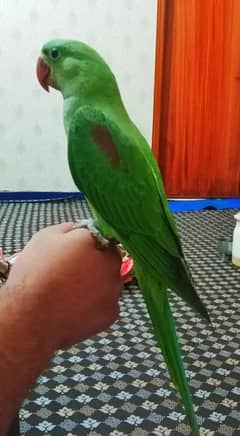 kashmiri
