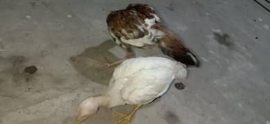 aseel chicks pair for sale 03224186572