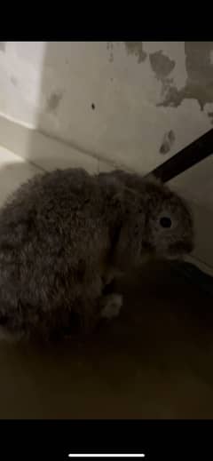 Rare grey color fuzzy lop pair and white hotot pair