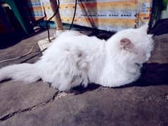 cat is very beautiful