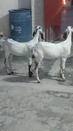 fresh 6 months desi makhi cheeni beetal goats