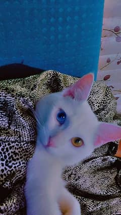 odd eyed turkish angura