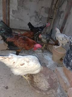 Desi And Golden misri