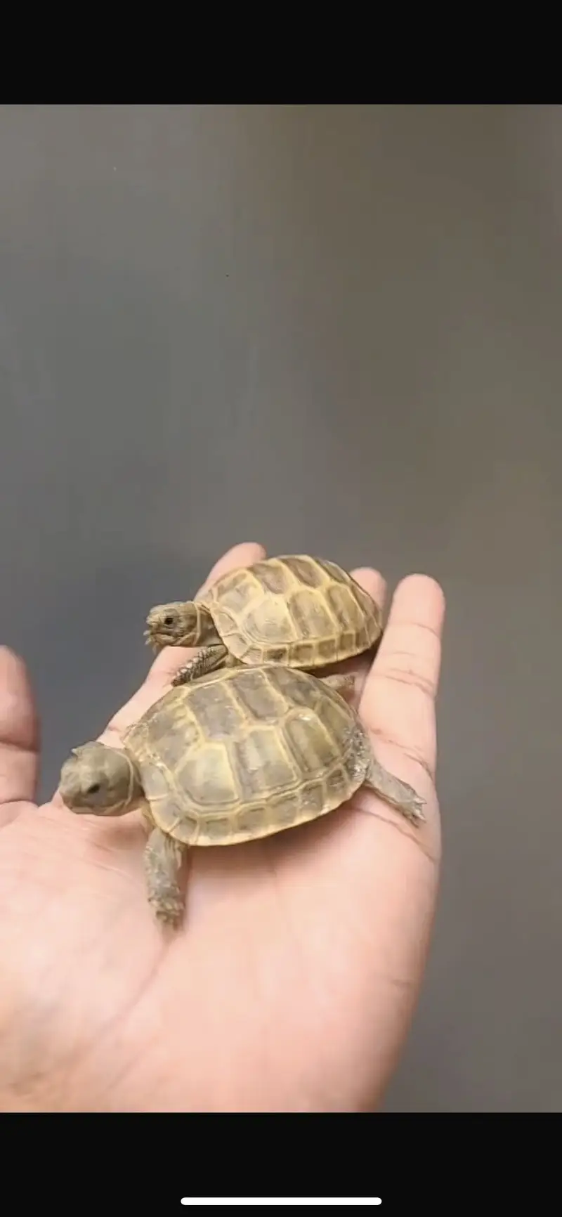 Turtles for sale home breed