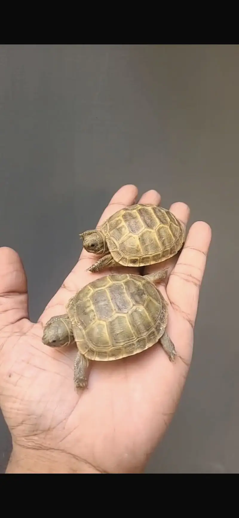 Turtles for sale home breed — photo 2
