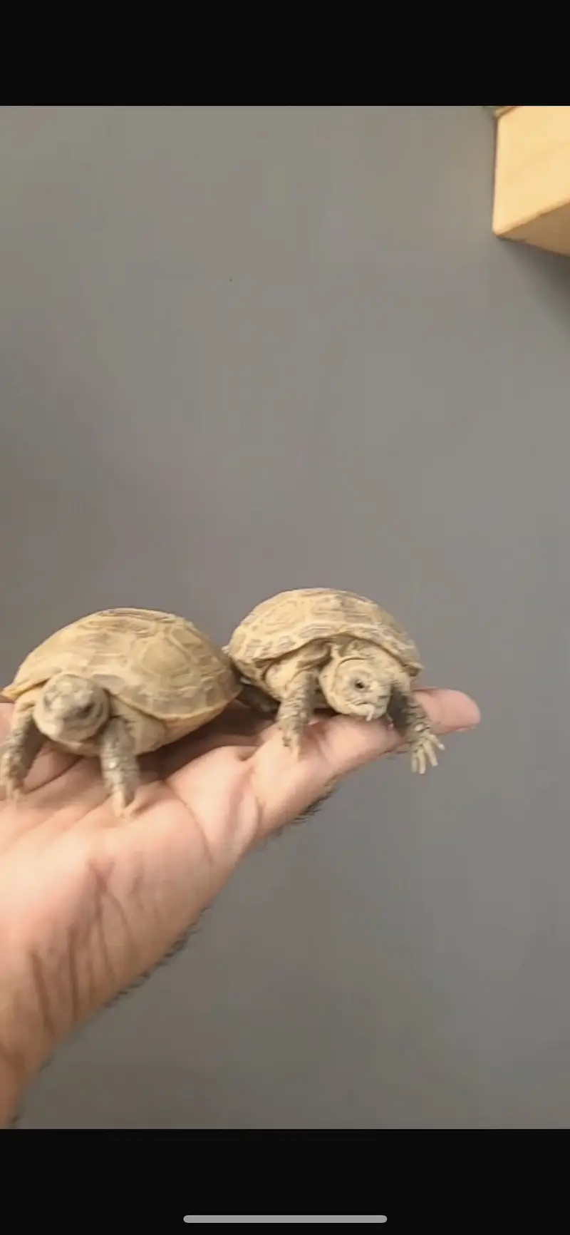 Turtles for sale home breed — photo 3