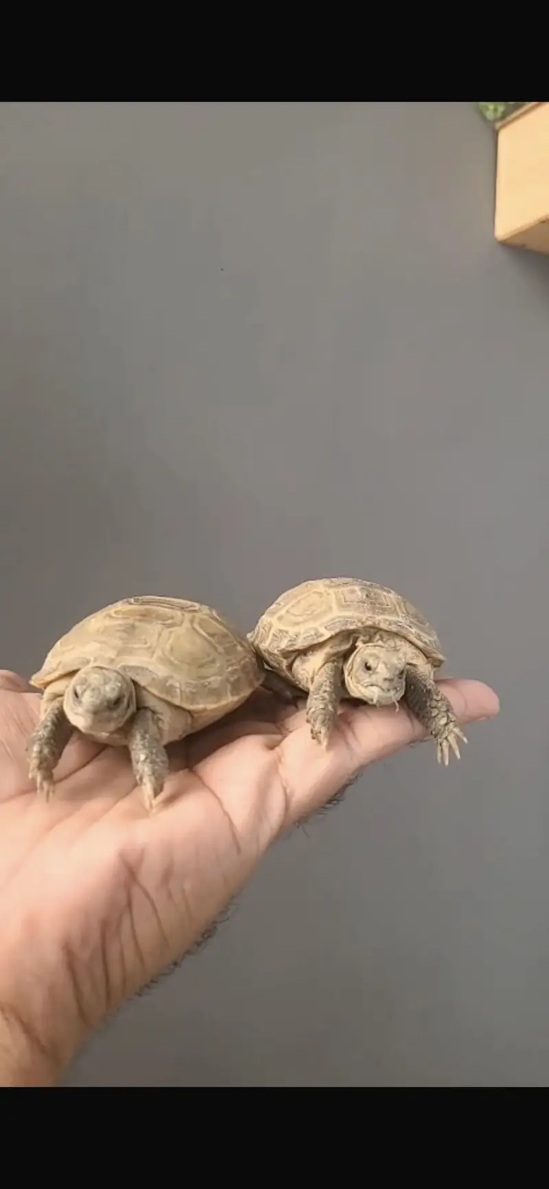 Turtles for sale home breed — photo 4