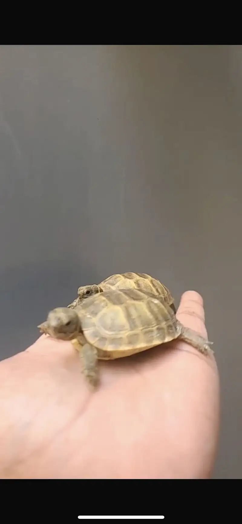 Turtles for sale home breed — photo 5