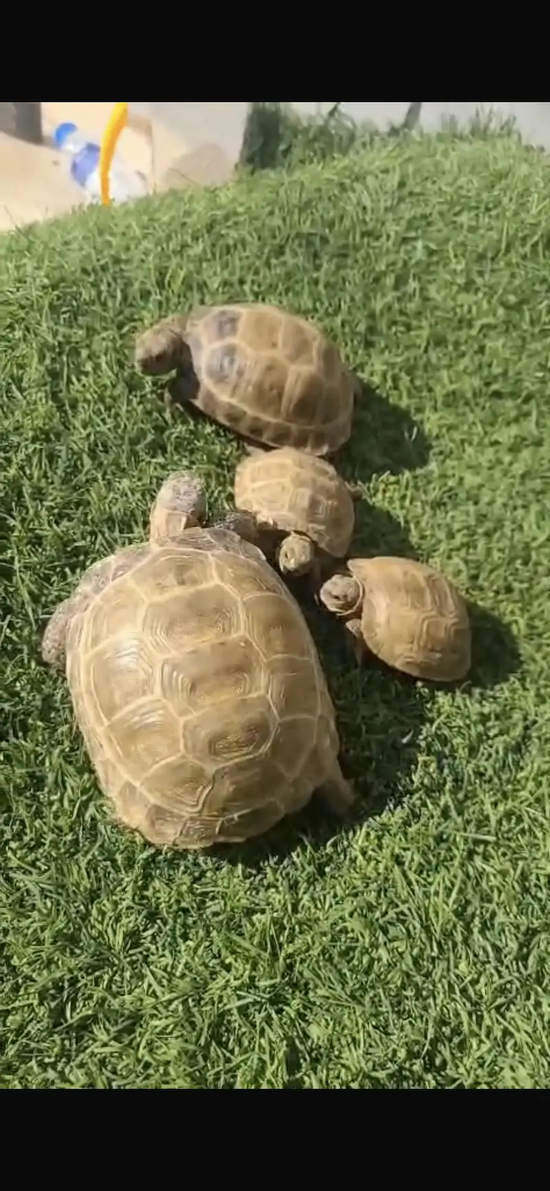 Turtles for sale home breed — photo 6