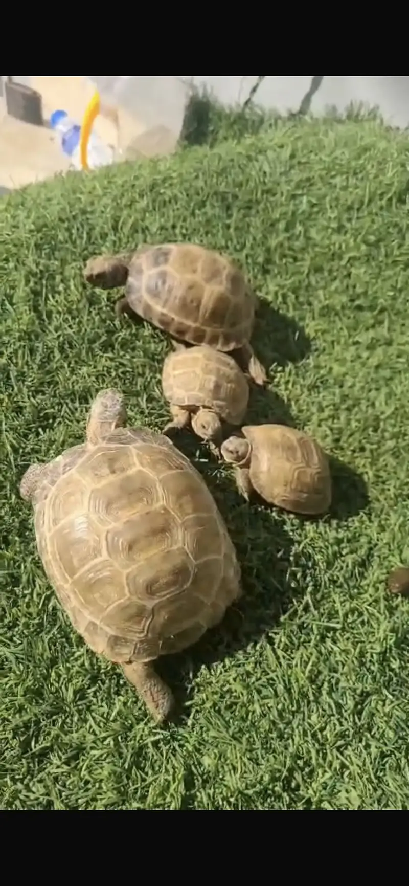 Turtles for sale home breed — photo 7
