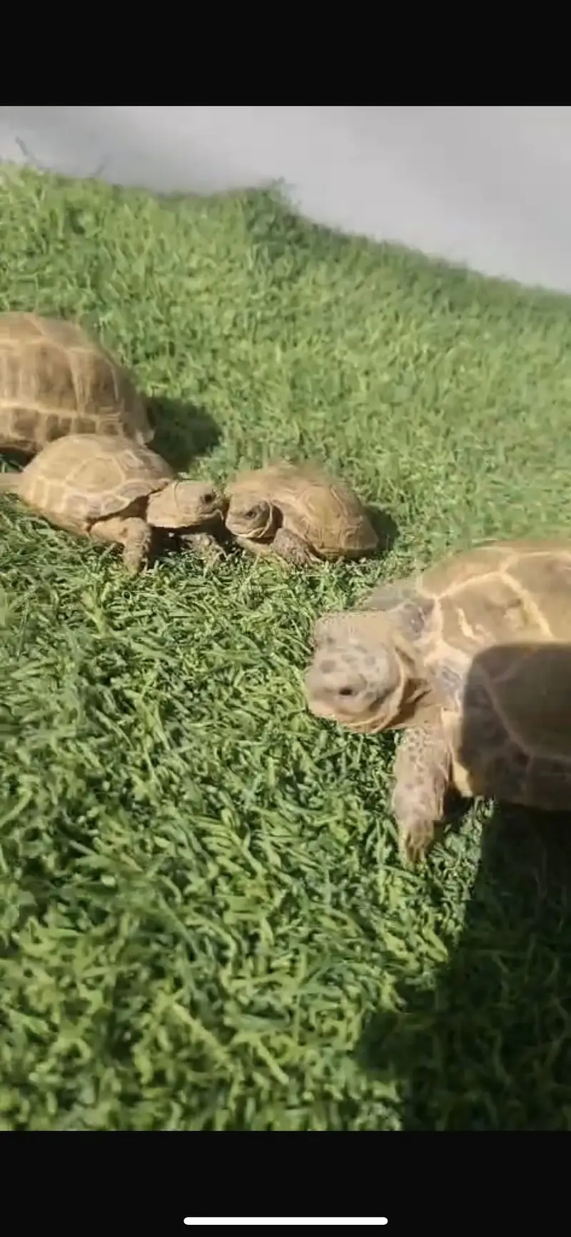 Turtles for sale home breed — photo 8