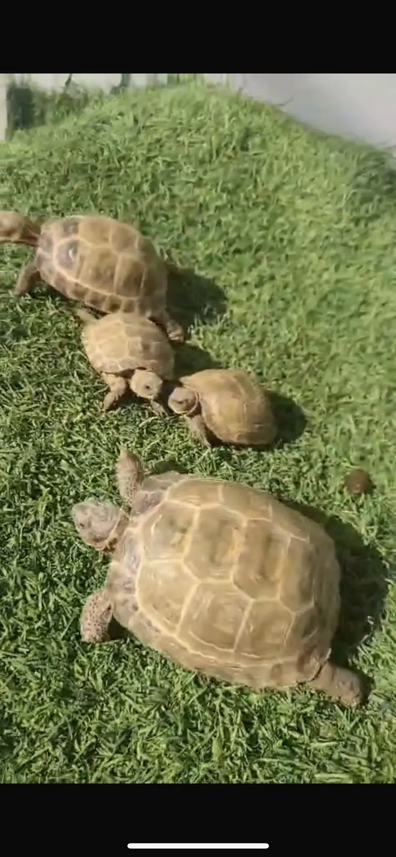 Turtles for sale home breed — photo 9