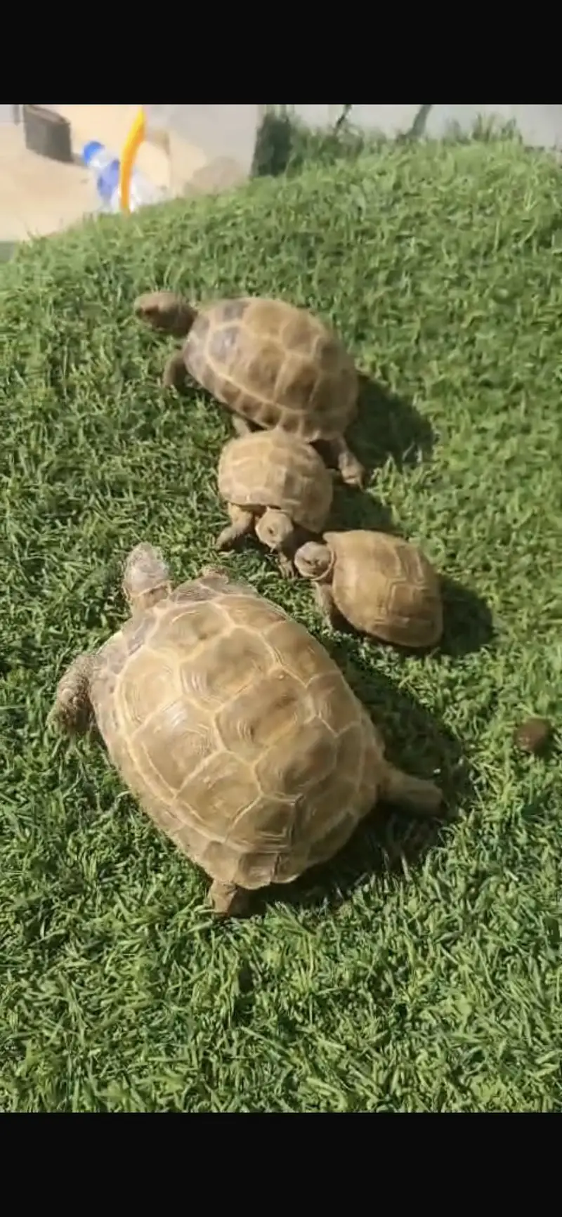 Turtles for sale home breed — photo 10