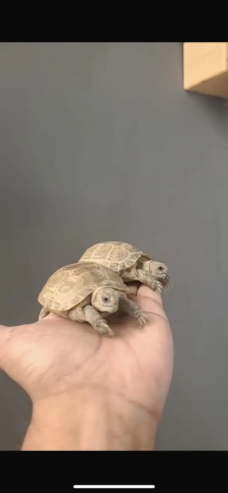 Turtles for sale home breed — photo 11