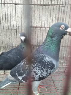 bredar pair for sale
