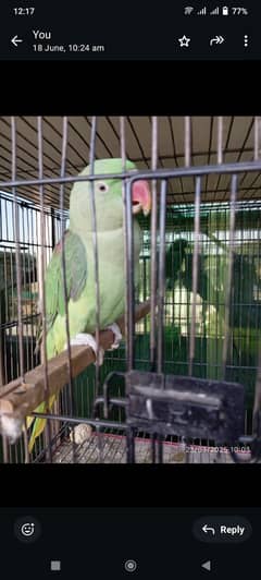 raw talking female parrot ha
