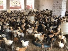 Golden Misri Chick's | Hens | Eggs |  Chuza