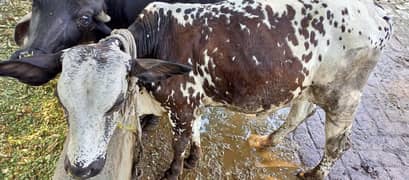 cow