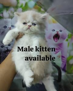 piki kitten available fully plying