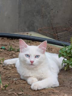white persian cat generation I