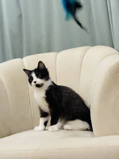 Persian kitten