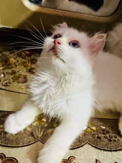 HIMALAYAN