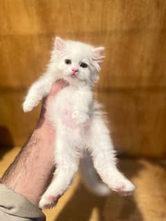 Female kitten
