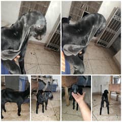 betal