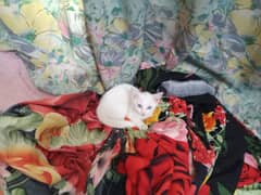 Percian kitten of plus 3 month