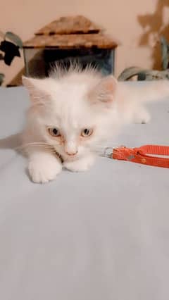 persian
