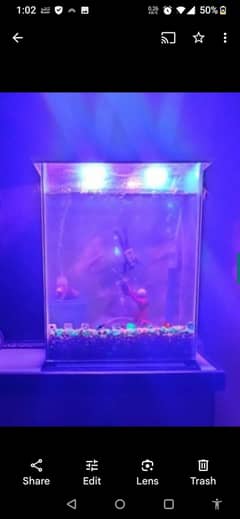 Fish