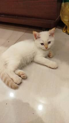 Flame point Siamese kitten